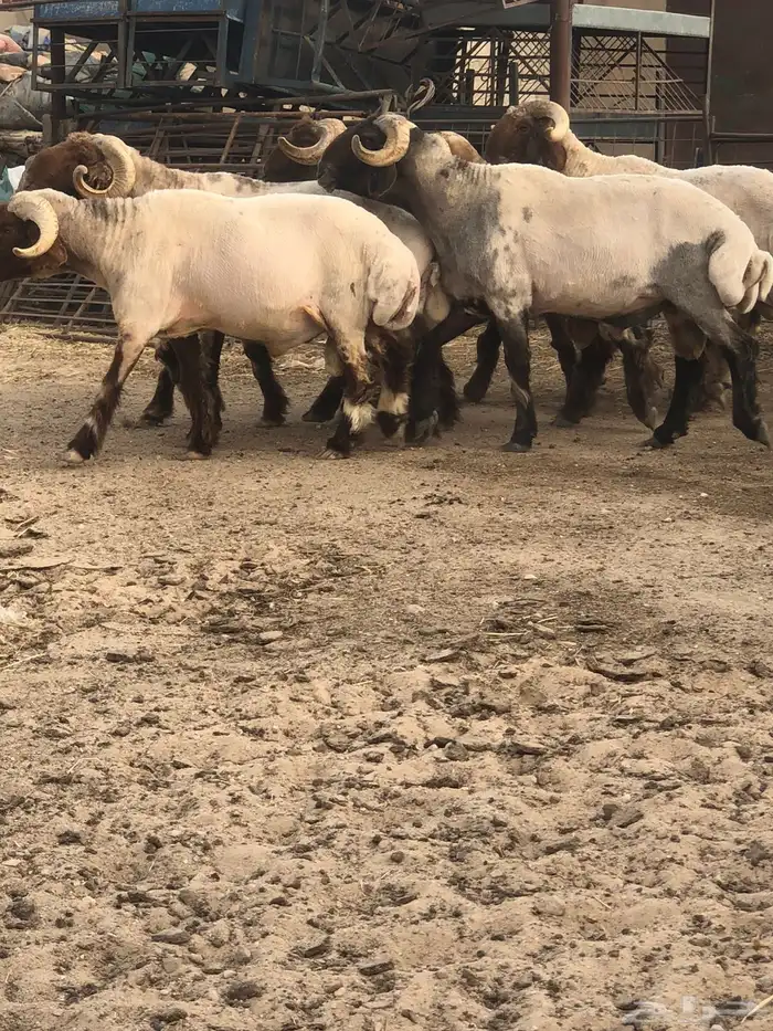 فحول أنعيم طيبه اللبييع 4