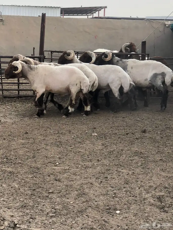 فحول أنعيم طيبه اللبييع 5