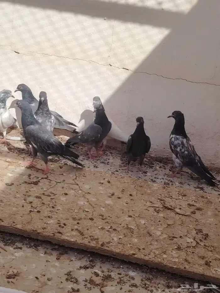 البيع حمام على السوم 1