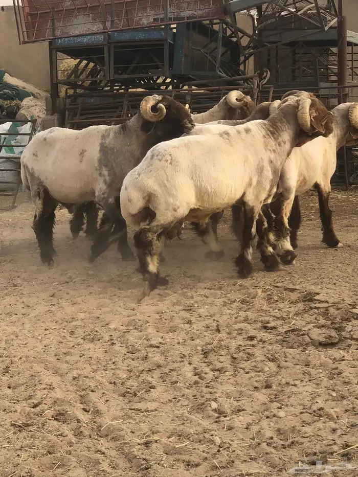 فحول أنعيم طيبه اللبييع 3