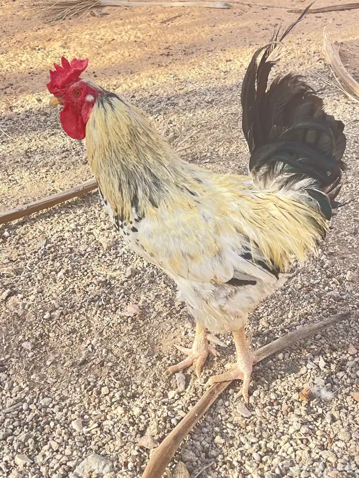 للبيع ديك فحل هجين 2