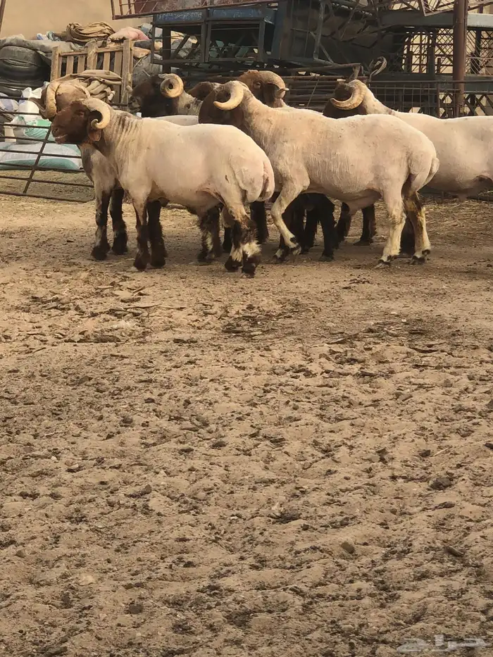 فحول أنعيم طيبه اللبييع 0