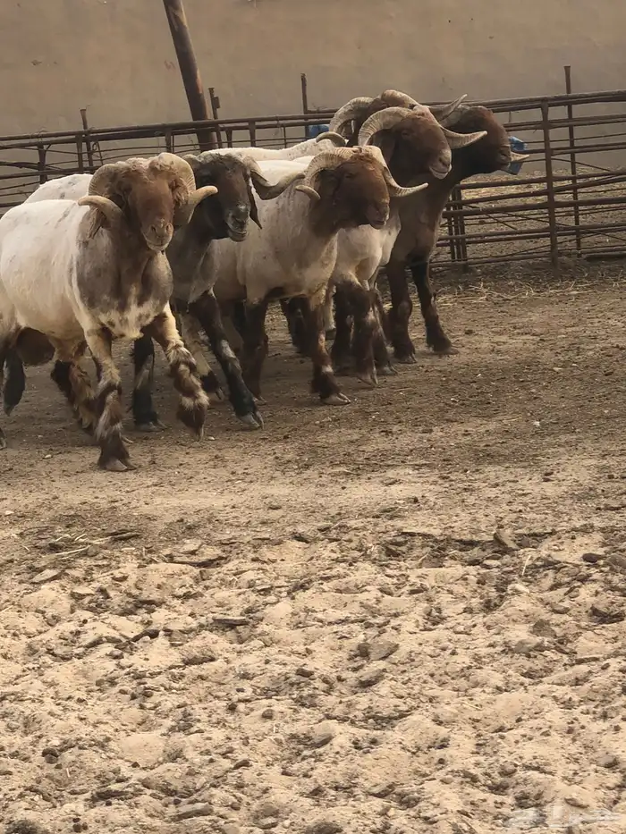 فحول أنعيم طيبه اللبييع 2