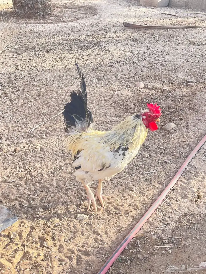 للبيع ديك فحل هجين 0