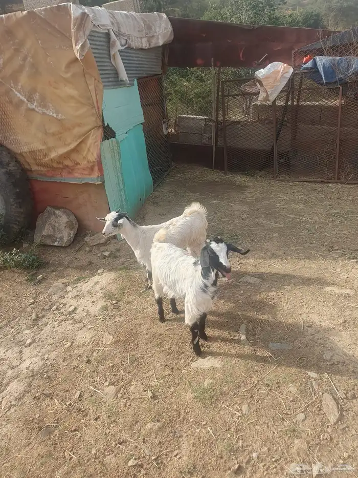 بهم تربيه تيس وعناق 4