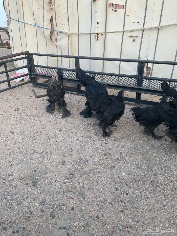 فروخ براهما 2