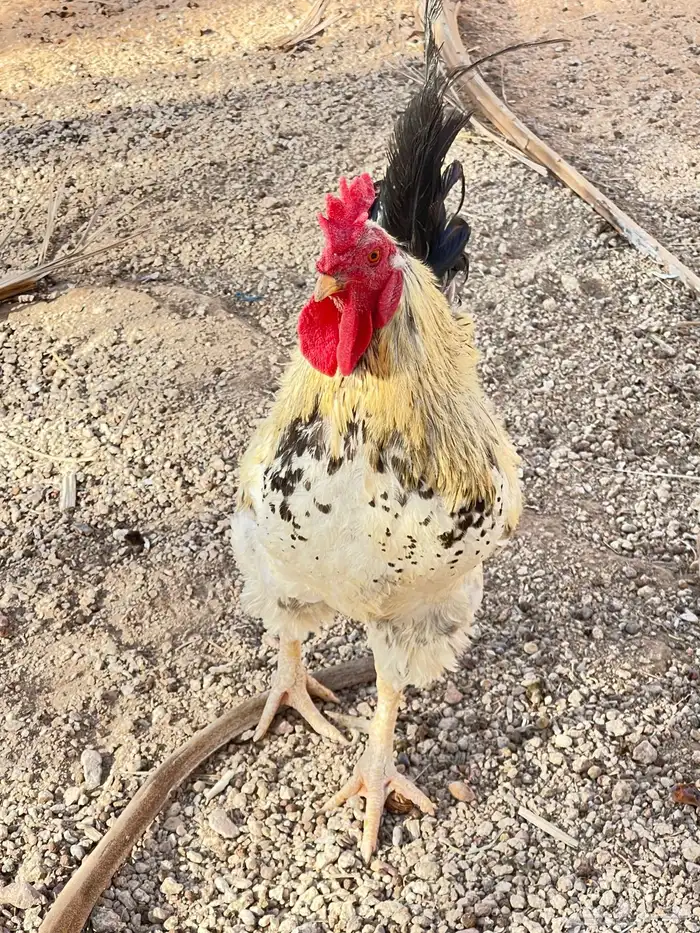 للبيع ديك فحل هجين 3