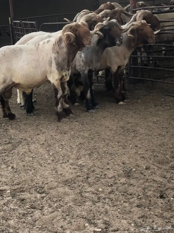 فحول أنعيم طيبه اللبييع 1