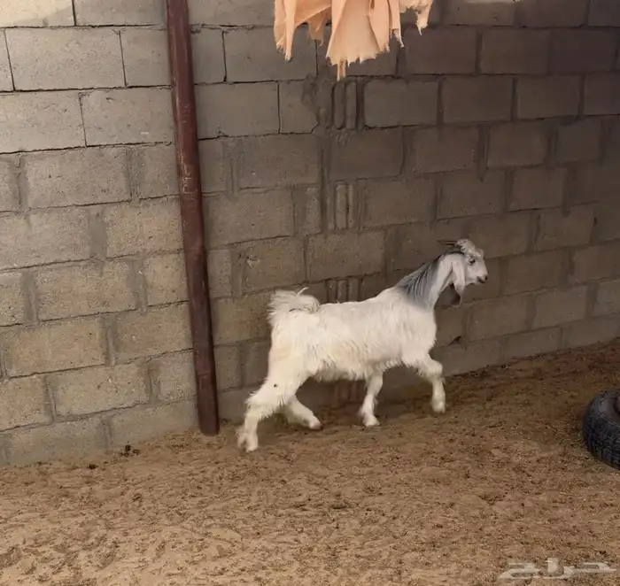 تيوس للبيع 2