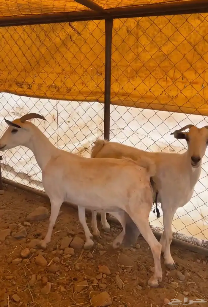 معزاء بيشيات متاومه 1