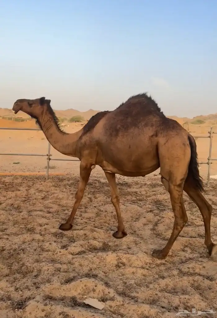 ناقه ساحليه صفرا لقحه 0