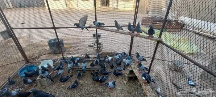 السلام عليكم ورحمة الله وبركاته حمام زاجل شرط أجواز العدد30 6