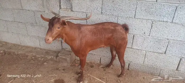 تيس فحل مشروط 2