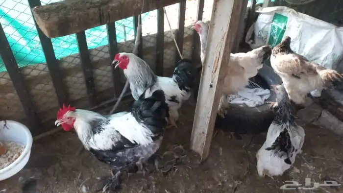 دجاج براهما 0