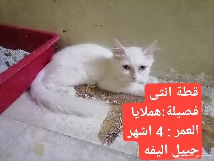 قطط نوع هملايا البيع سريع القطوه الوحده 100 لا يشكون من شي 4
