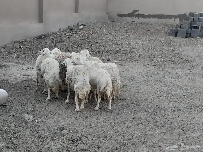 من1300 كلهم رواخى جارى 0