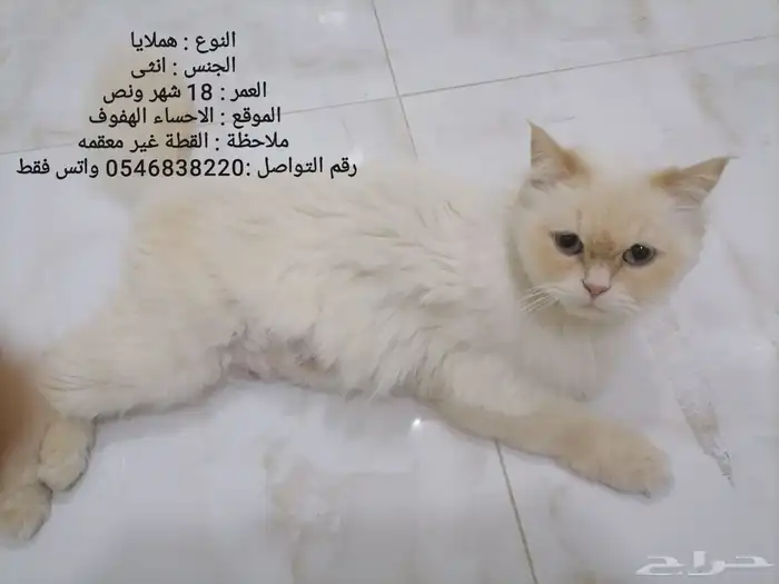 قطط نوع هملايا البيع سريع القطوه الوحده 100 لا يشكون من شي 0