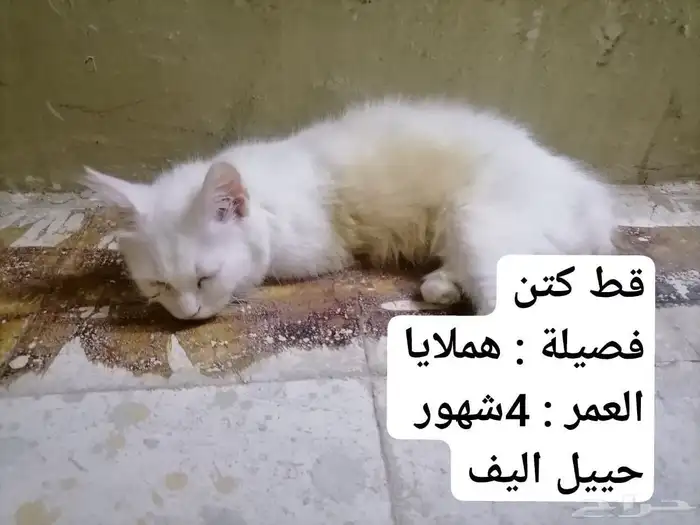 قطط نوع هملايا البيع سريع القطوه الوحده 100 لا يشكون من شي 1