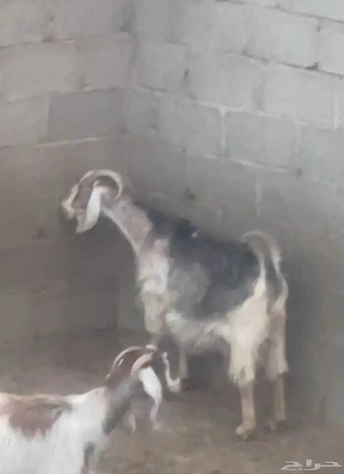 معزا للبيع 1