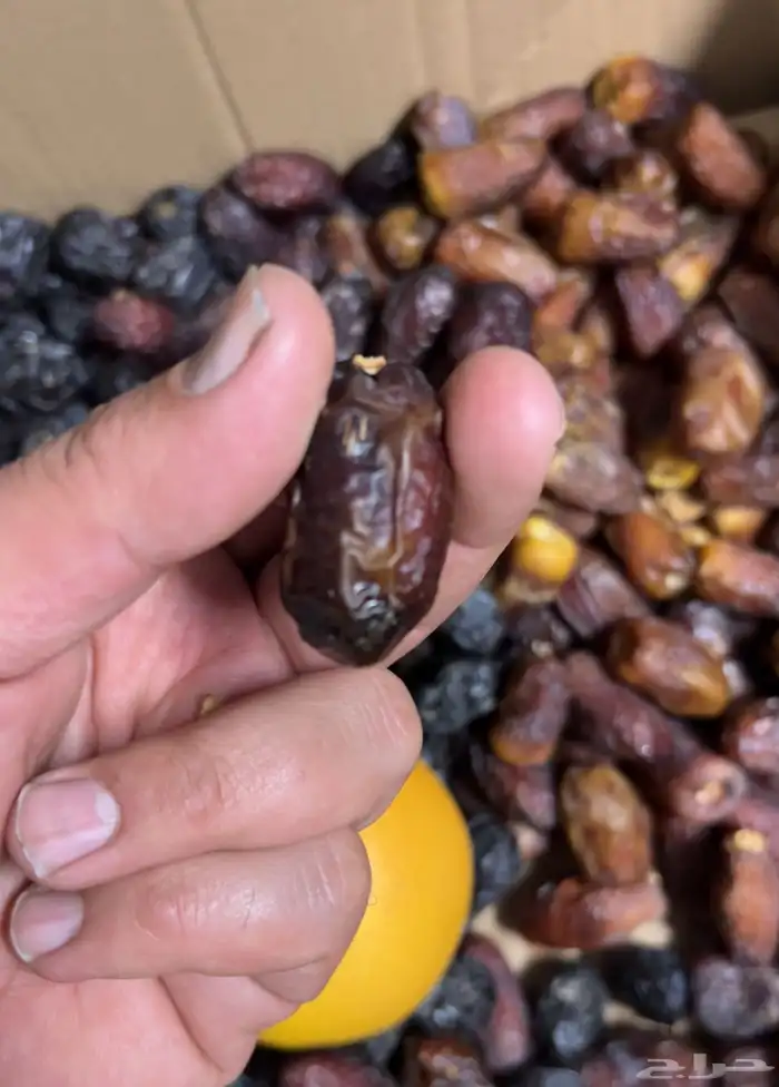 تمر عجوه المدينة فاخر وعنبرة وصفاوي وصقعي للبيع جملة 5