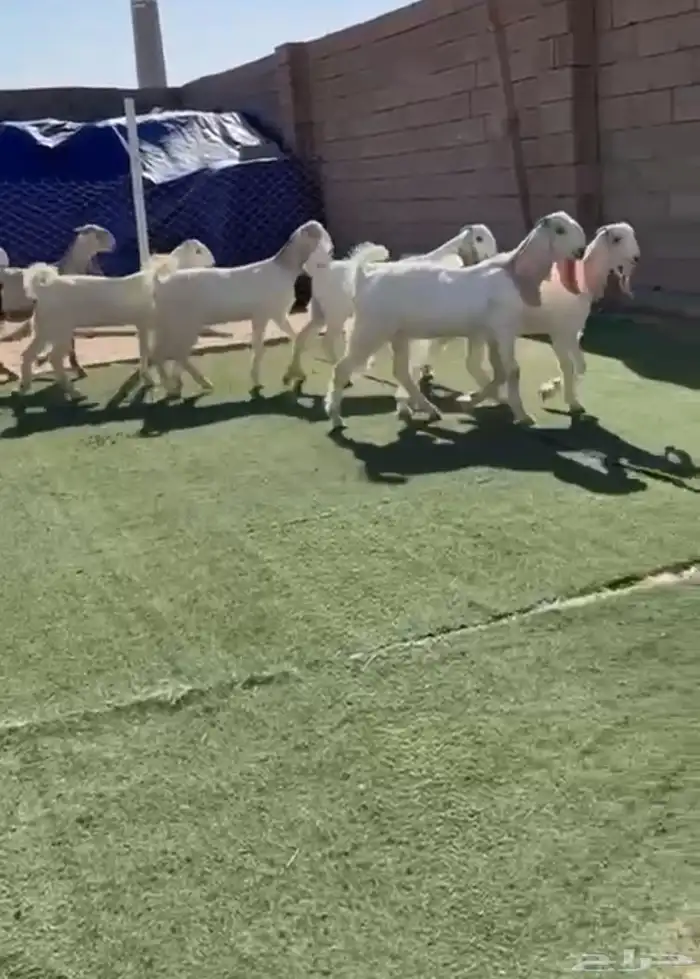 جفار مشاريك طيييبه 0