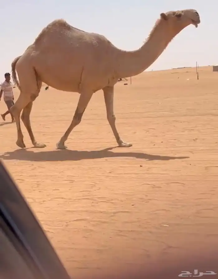 للبيع شعلا مزاين الناقه كفو 1