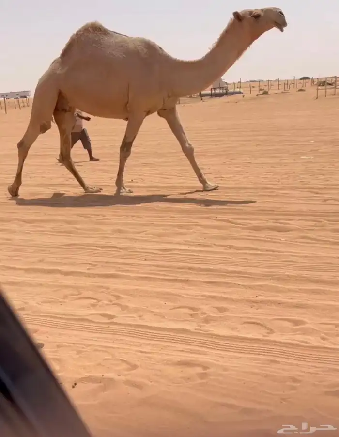 للبيع شعلا مزاين الناقه كفو 3