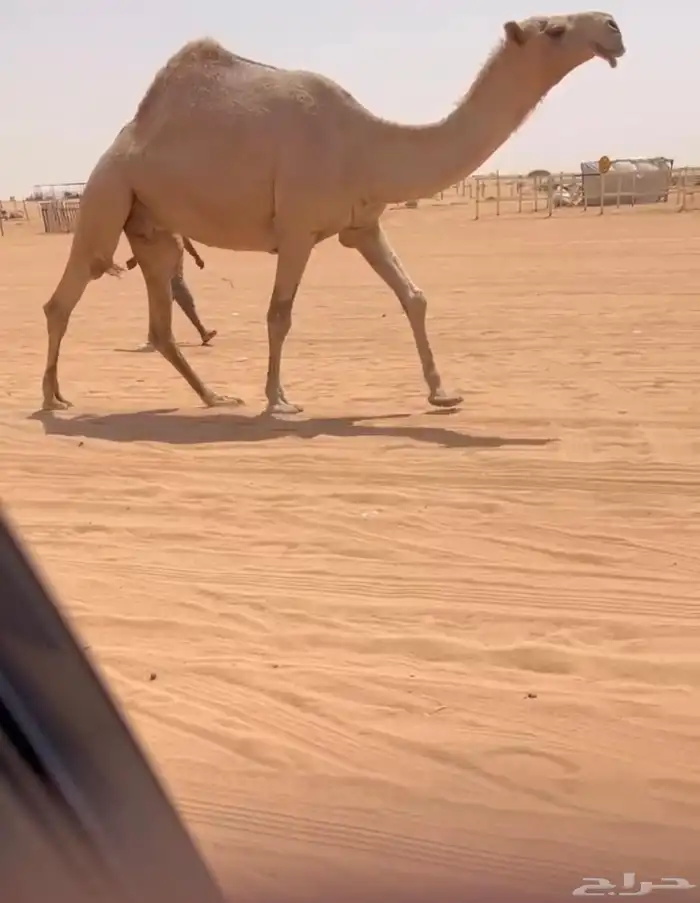 للبيع شعلا مزاين الناقه كفو 2