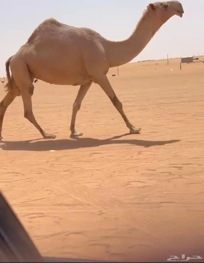للبيع شعلا مزاين الناقه كفو 0