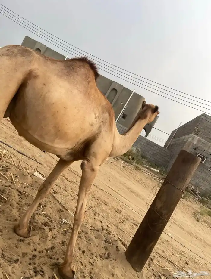 ناقه ساحليه 2