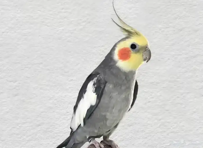 زوج كروان للبيع 0