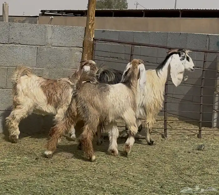 معزا مصريات متابيع متاويم عيالها ذبايح ثنتين معها 4 البيع 1