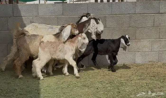 معزا مصريات متابيع متاويم عيالها ذبايح ثنتين معها 4 البيع 2