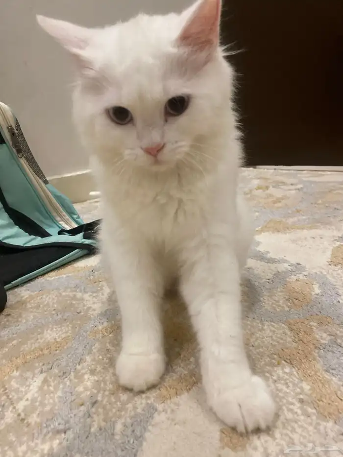 قطوه شيرازي هملايا للبيع مع كامل أغراضها 2