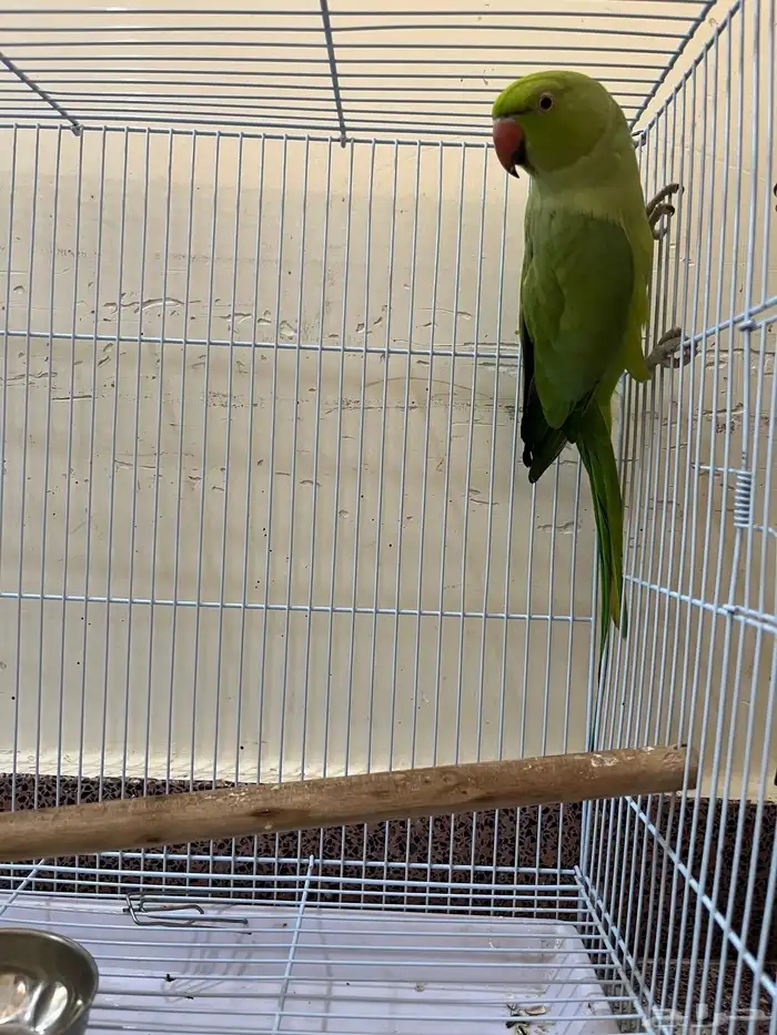 ببغاء للبيع 1
