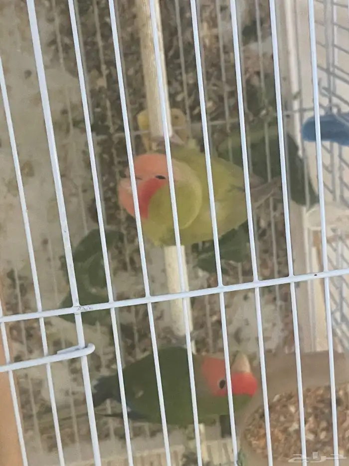اثنين جوز روز منتج 1
