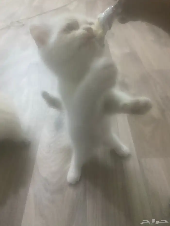 قطه 10