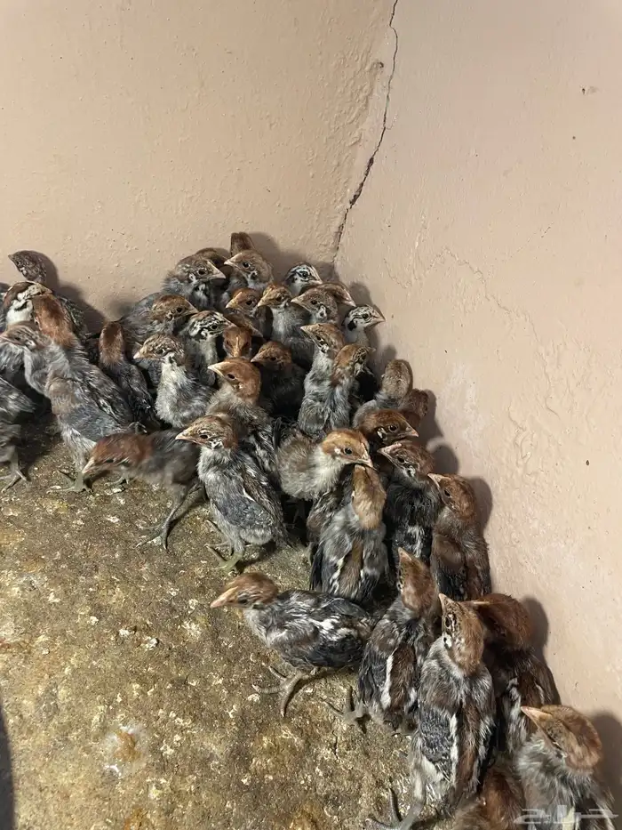 صوص كتاكيت 1