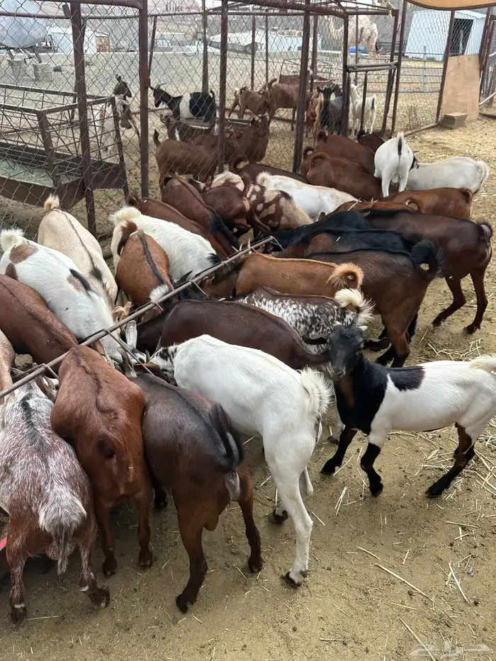 تيوس حص فل شحم 0
