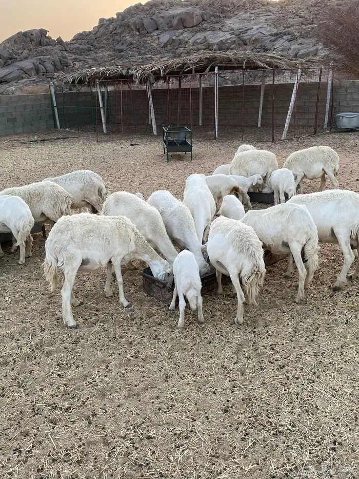 حريات خلفات 15 معها 17 0