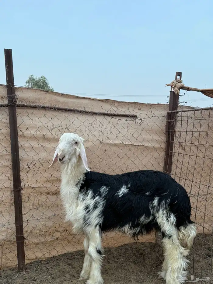 طليان نجد يتممن ( تم البيع) 0