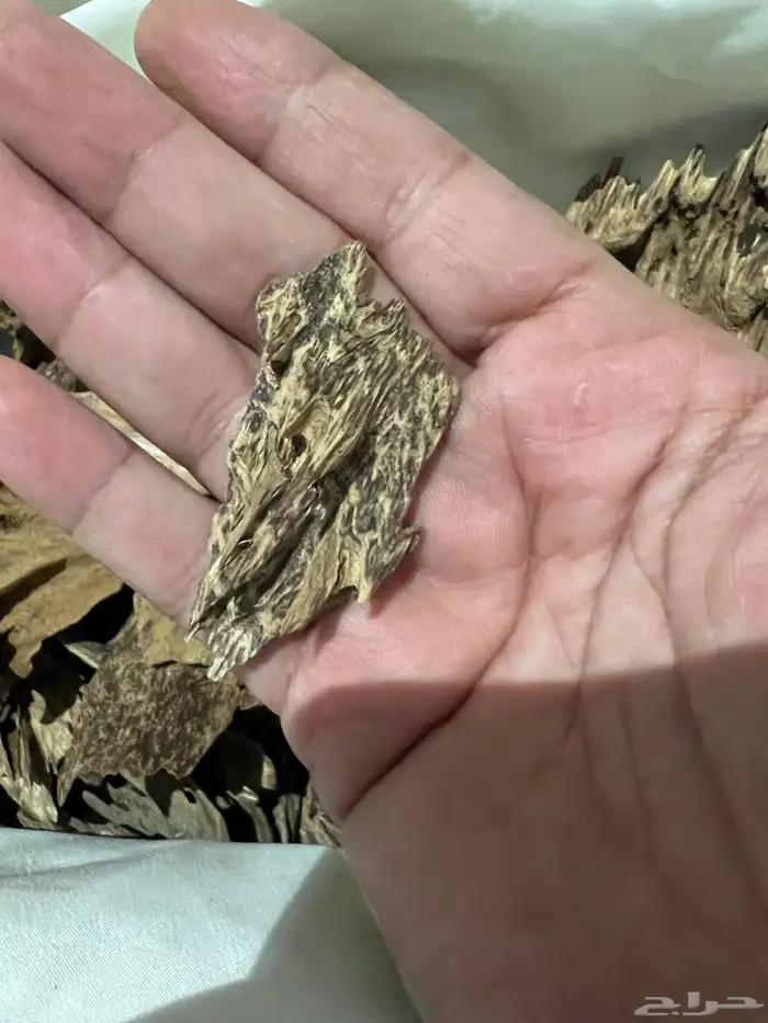 عود كلمنتان غابات مانتران 3