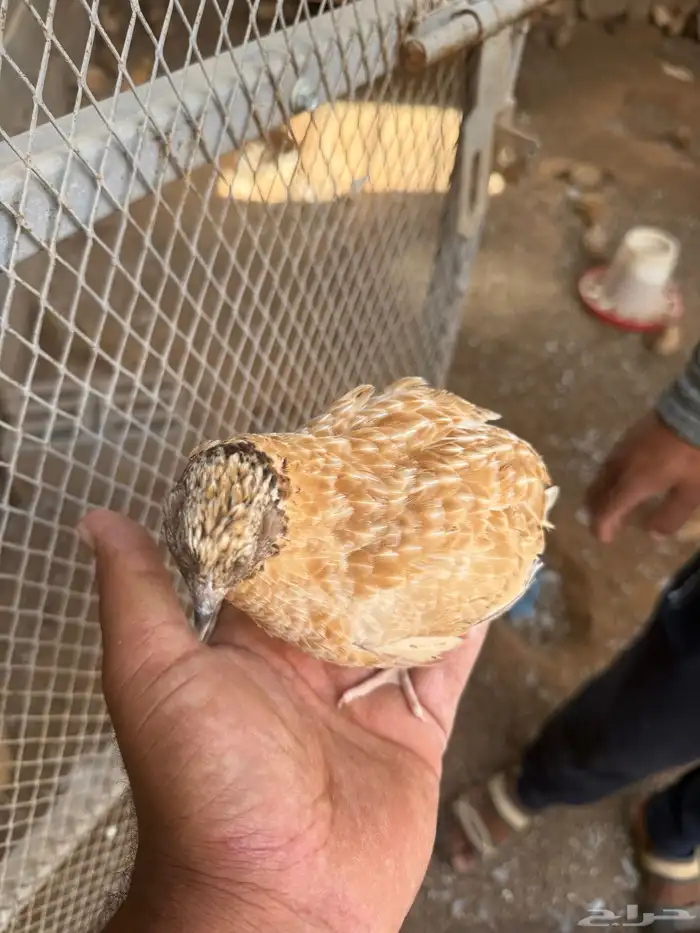 سمان بياض وذبح 1
