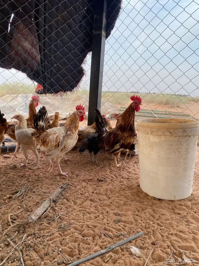 دجاج وديوك دجاج بيض 2