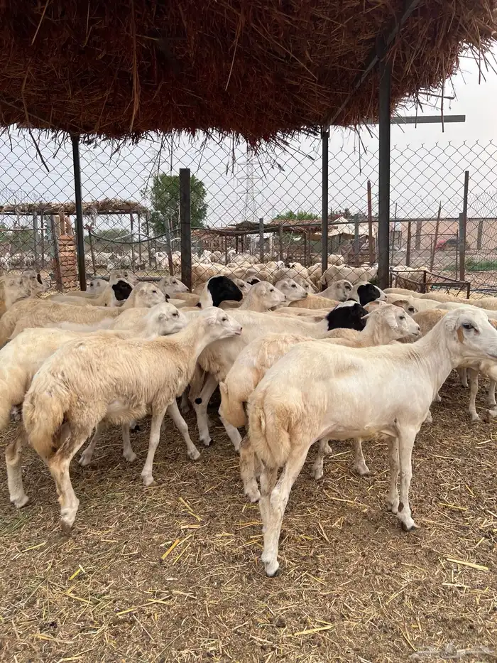 رخال رفيدي بلدي 3