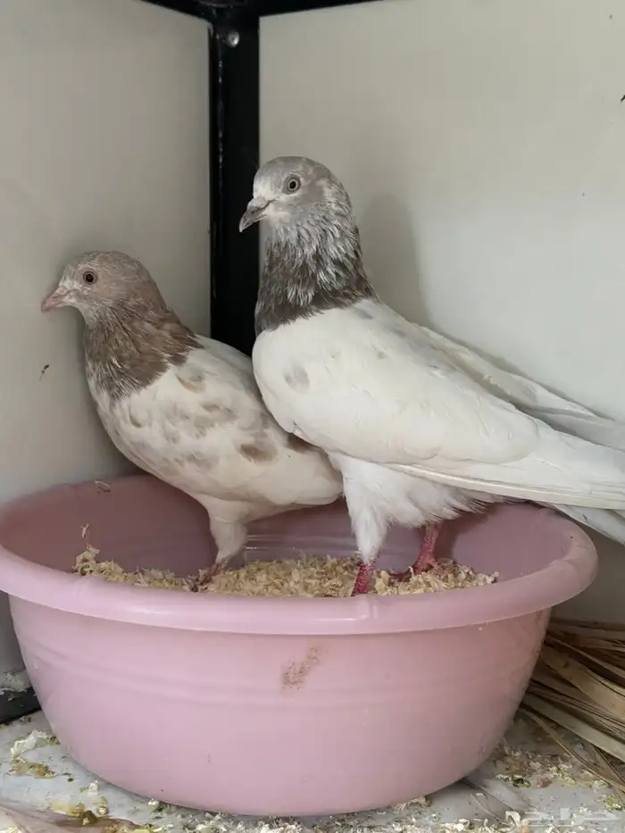 حمام بكستاني 1