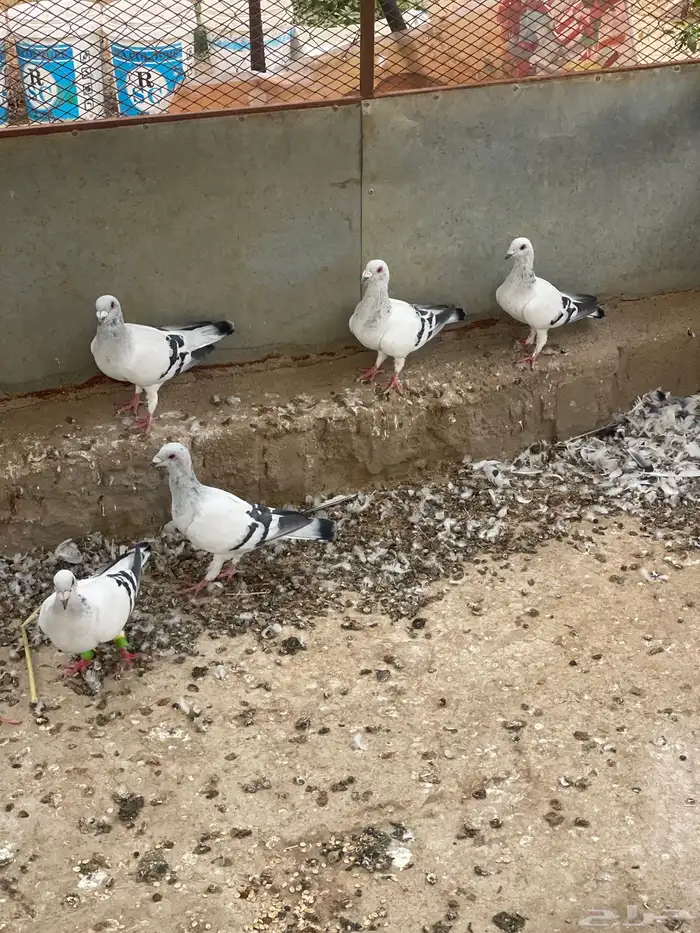 حمام سوري للبيع 0