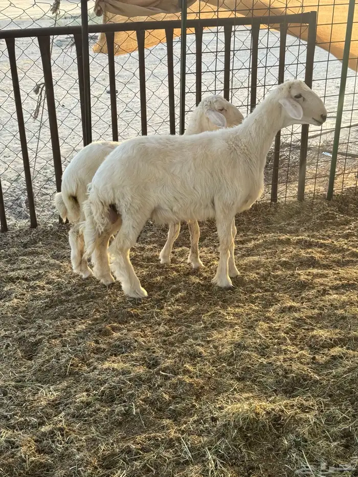 ذبايح حريات لباني فل 0