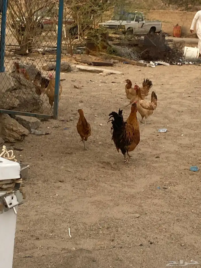 ديك براهما 3
