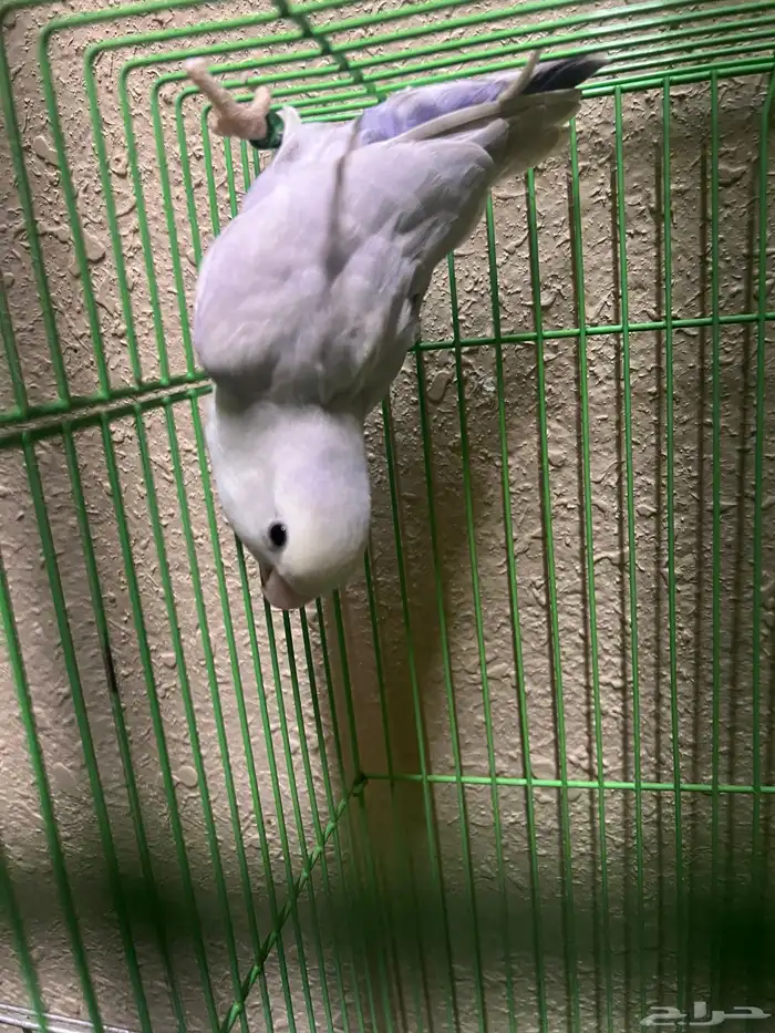 ذكر روز 2